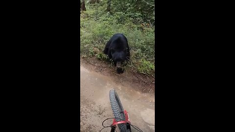Bear Attacked the biker