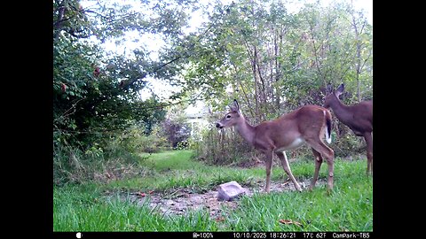 Deer Cam 10 10 2025 Game Cam Trail Camera