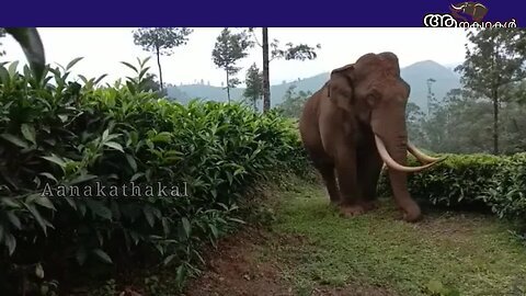 ആനകൾ തമ്മിൽ വീണ്ടും ഏറ്റുമുട്ടി പടയപ്പയ്ക്ക് പരിക്ക് _ Padayappa elephant attack _ Elephant fight