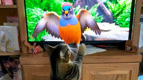 Zeus Watches Birds On TV