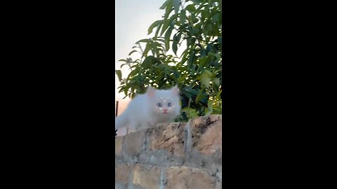 cute cat video