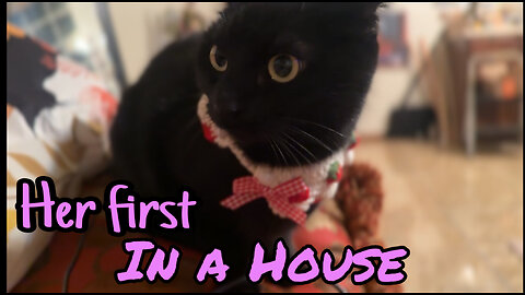 Black cats first time in a house!