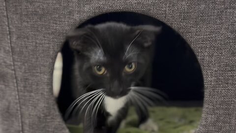 🌎 Humanisation — find your future pet online