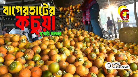 বাগেরহাটের কচুয়ার বিখ্যাত পাঁকা সুপারির হাট | Betel Nut Market In Bangladesh