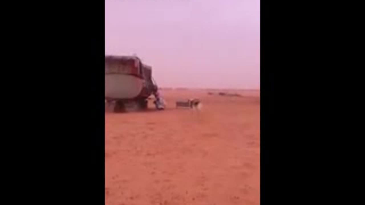 The dog wouldn't let go to the toilet