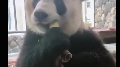 Cute panda eating time 🦝🦝