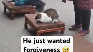 😴🙏 Cat in Deep Meditation... or Just Sleeping? | FunFM