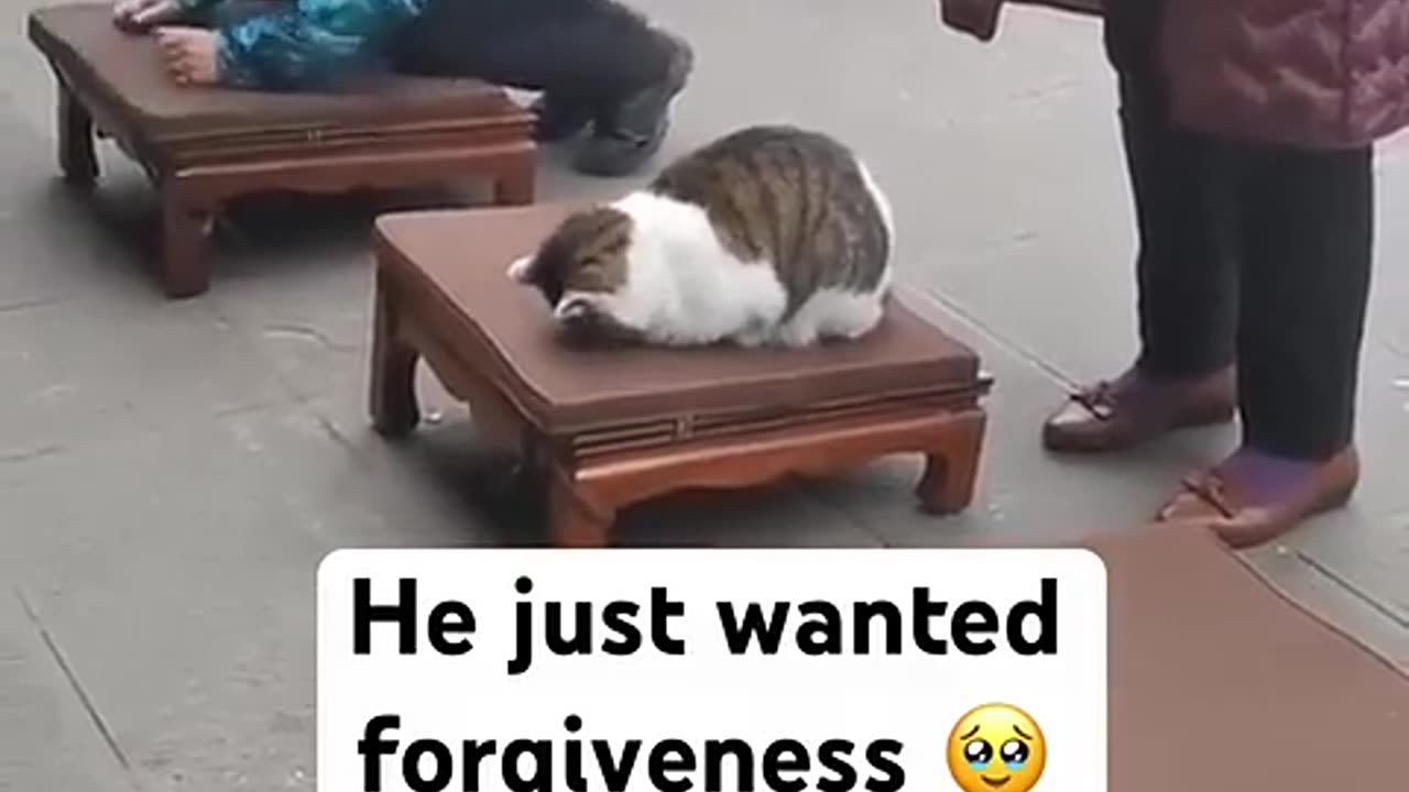 😴🙏 Cat in Deep Meditation... or Just Sleeping? | FunFM