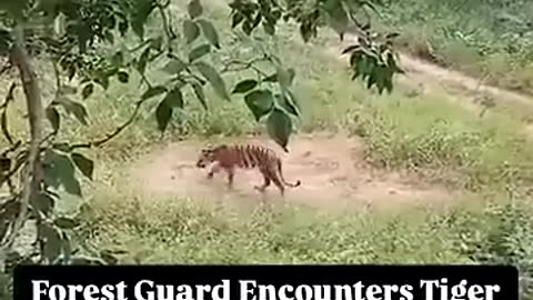 😮🧡 Incredible Tiger Encounter in the Indian Forest! | FeedMyCuriosity