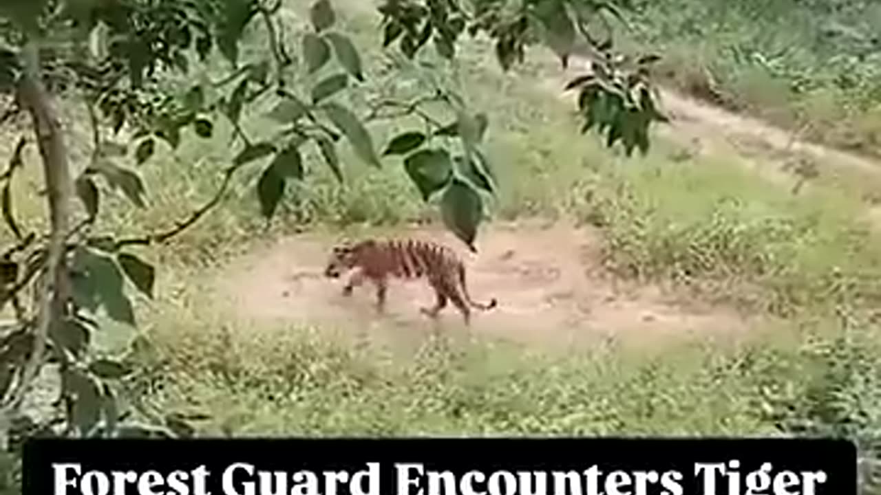 😮🧡 Incredible Tiger Encounter in the Indian Forest! | FeedMyCuriosity