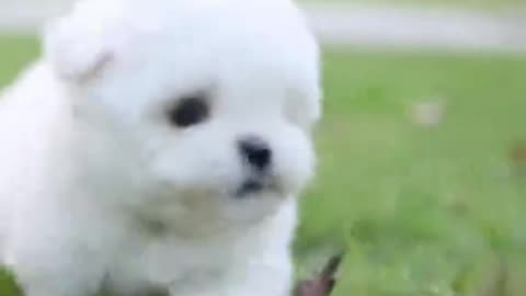 tiny BICHON Frisé