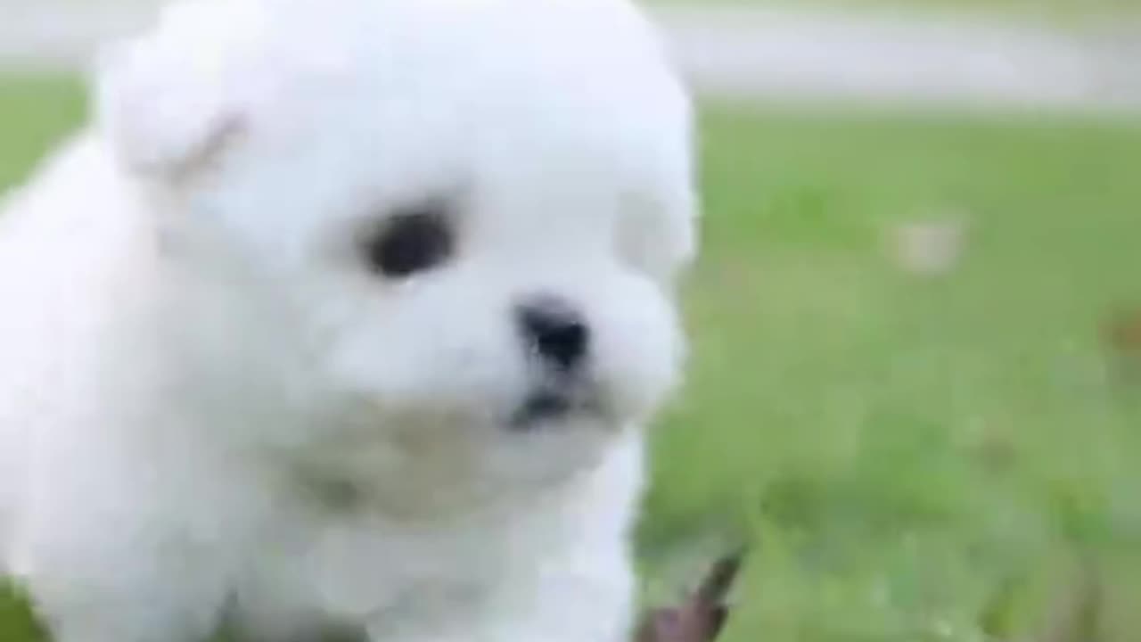 tiny BICHON Frisé