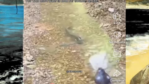 Just shorts videos - Follow 😜😋!!!!!!!