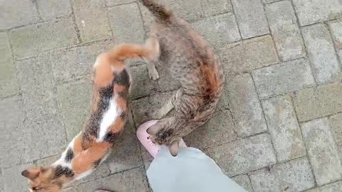 Playtime in the Yard with My Cat!