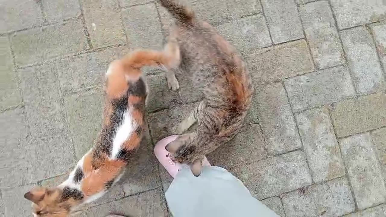 Playtime in the Yard with My Cat!