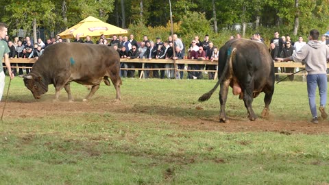 Zlatonja od Zovkušića vs Golub od koalicije Lukovac Osoje 2025