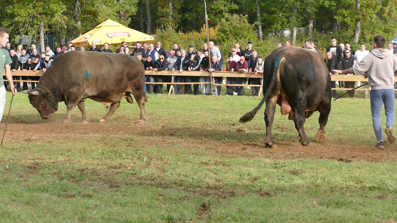 Zlatonja od Zovkušića vs Golub od koalicije Lukovac Osoje 2025