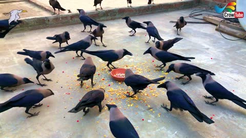 Huge Large Numbers Of Crows Attack On The Morning foods, Crow Fight For Cheese, Crow Sounds,