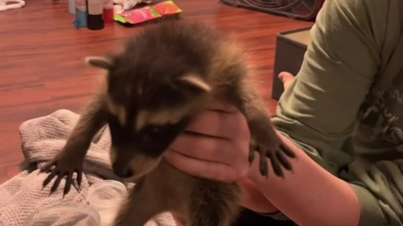 she found a raccoon