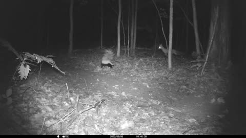 Fox VS Skunk #trailcameravideo