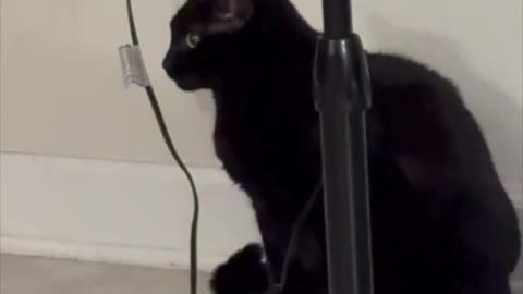Cute Precious Piper Guards the Fan - Adopting a Cat from a Shelter Vlog #shorts