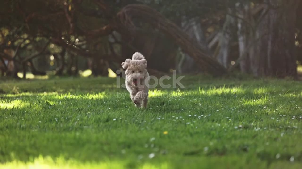 funny videos