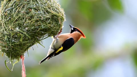 Birds nest