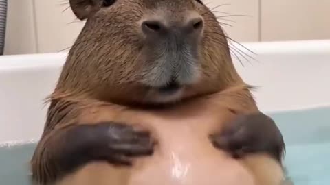 a capybara to brighten you day