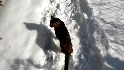 Embrace the Snow Cat!