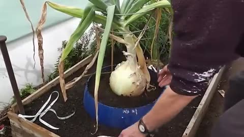 "Discover the 20 BIGGEST Fruits & Vegetables Ever Recorded! 🌽🍉 #RecordBreakers"