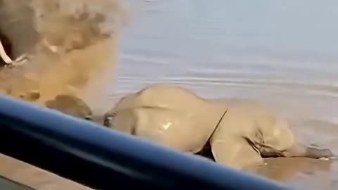 Elephant VS Crocodile