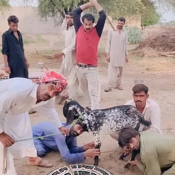 Today the goat is not well #shorts #village