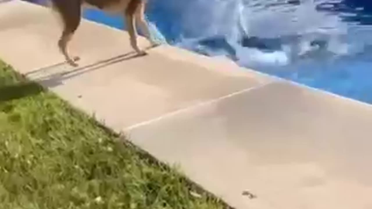 Funny animal