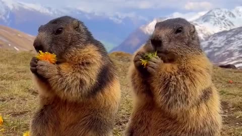 Dandelion eating contest 😊