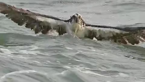 Eagle hunt in deep sea