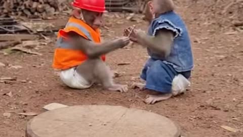 I couldn't stop laughing at the two monkeys | Watch and laugh 02