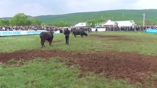 Brizan od Konse vs Kobra od Zoke Dicmo 2025