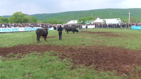 Brizan od Konse vs Kobra od Zoke Dicmo 2025