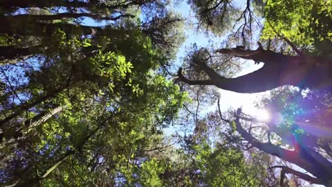 Sending Roots into the Earth