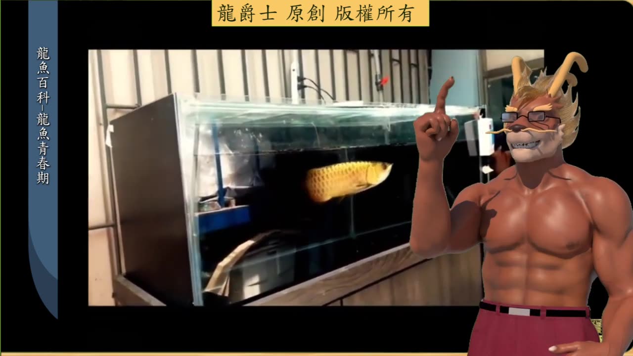 【龍爵士】龍魚百科 龍魚青春期