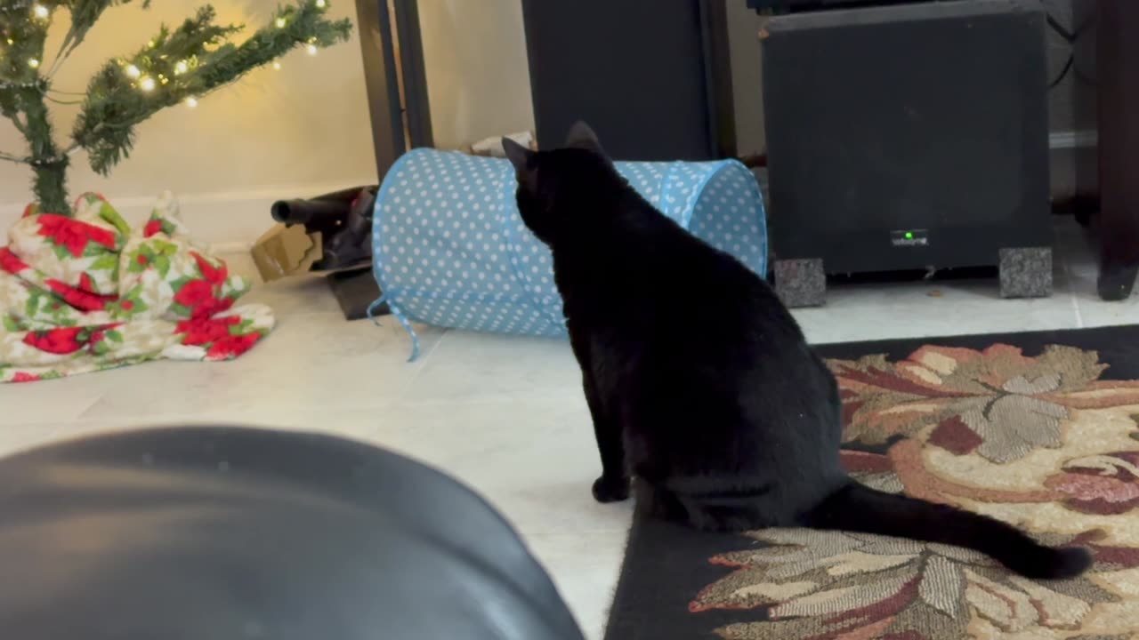 Cute Precious Piper Likes the Christmas Tree - My Adopted Shelter Cat Vlog