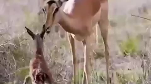 Terrifying Truths About Wild Animal Attacks