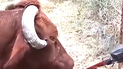Why Do Domestic Animals Need Their Horns Trimming 🤔