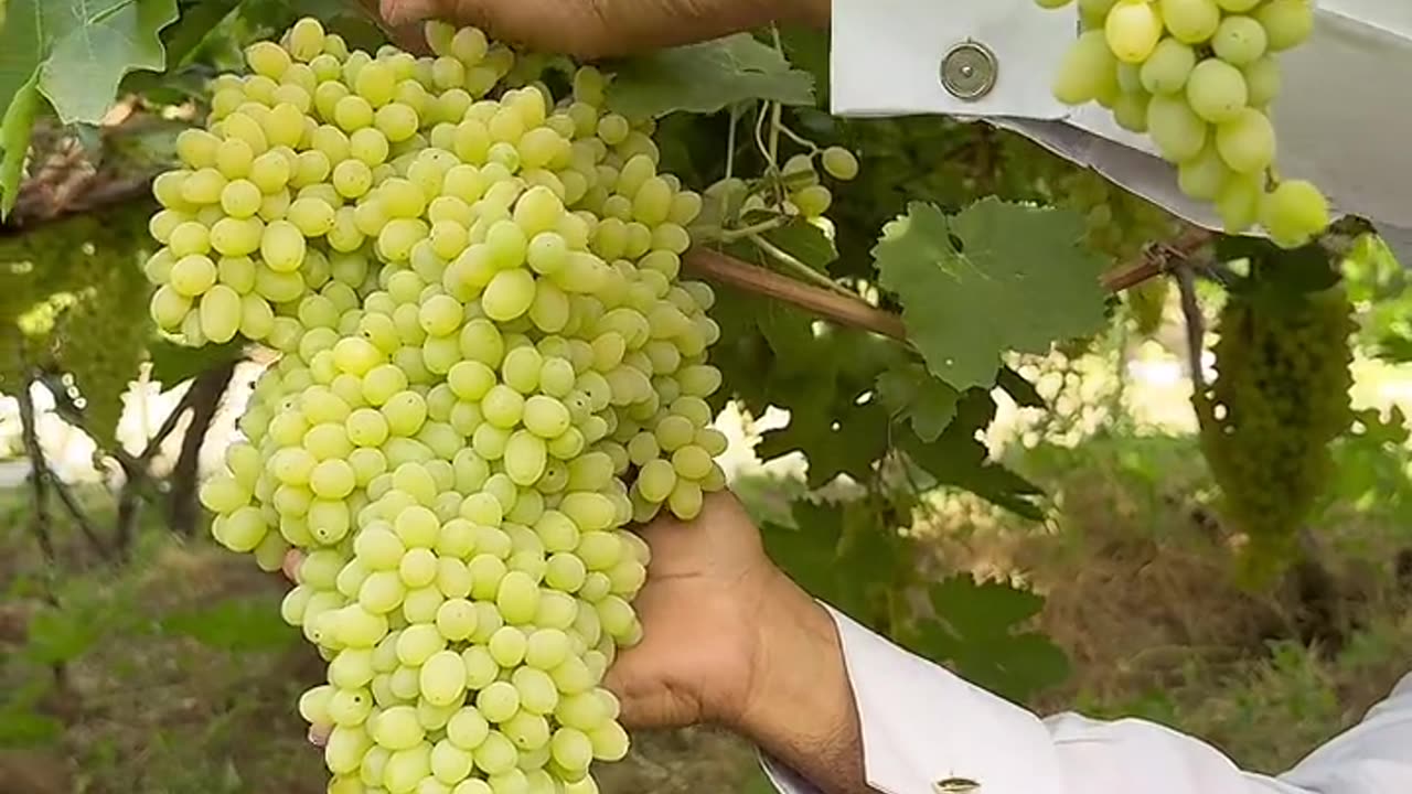 Harvesting