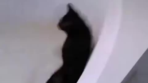 Funny videos 😅 of cat 🐈😺