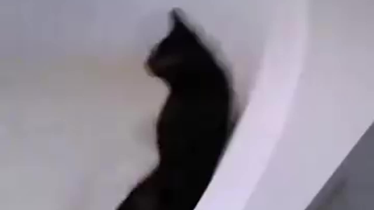Funny videos 😅 of cat 🐈😺
