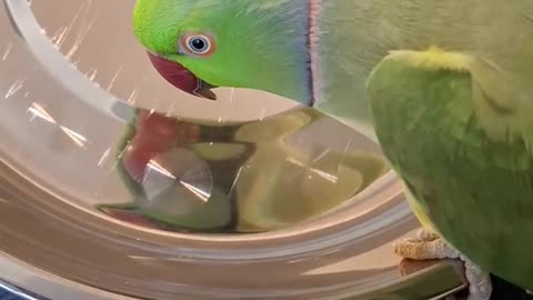 Indian Ringneck Parrot Sings to His Reflection