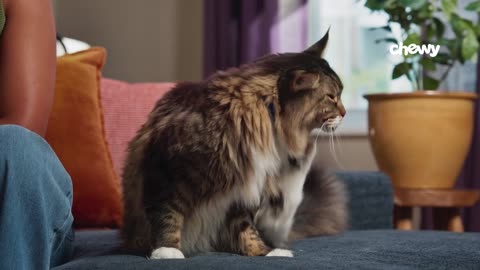 How To Tell If Your Cat Has Fleas