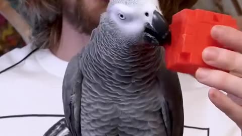 🧠✨ This Parrot Can Name Anything You Show It! Mind-Blowing Intelligence | FeedMyCuriosity