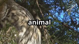 🦉 Owls The Masters of Silent Flight & 270° Head Turns! 😲🦉